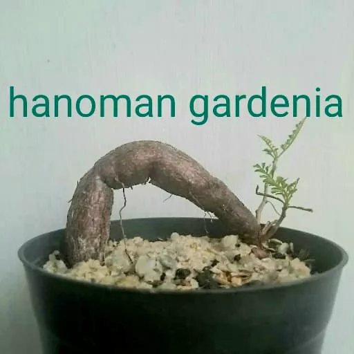 Hanoman Gardenia